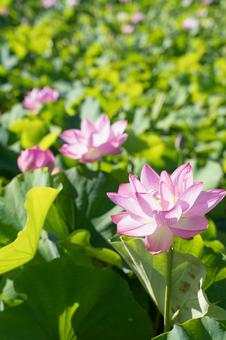 蓮の花 蓮の花 蓮の花,ハスの花,花の写真素材