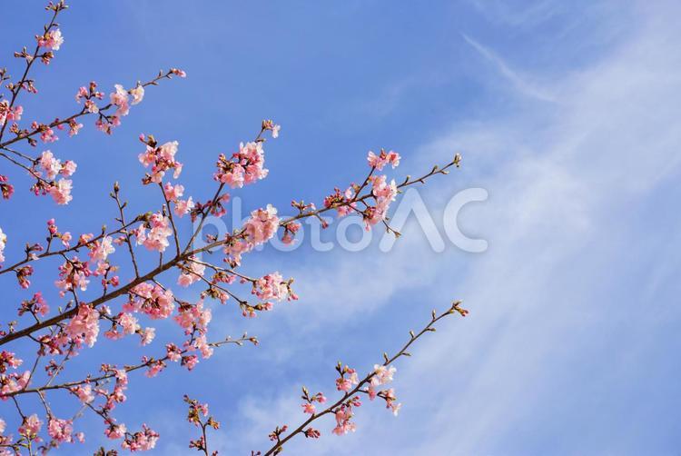 3月の桜 景色,背景,自然の写真素材