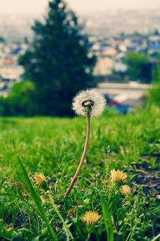タンポポの綿毛が見える風景 タンポポの綿毛が見える風景 夏,自然,花の写真素材