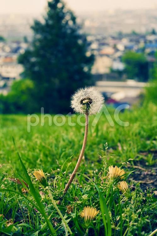 タンポポの綿毛が見える風景 夏,自然,花の写真素材