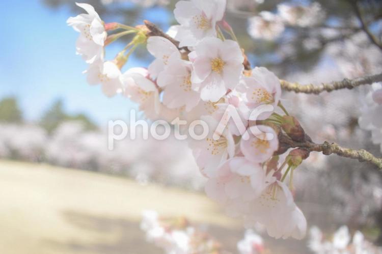 桜　春の素材① 桜,春,花の写真素材