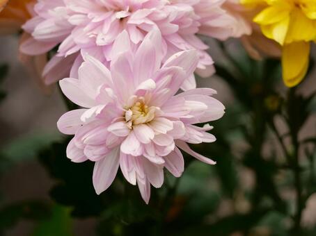 菊の花7 菊,観賞,晩秋の写真素材