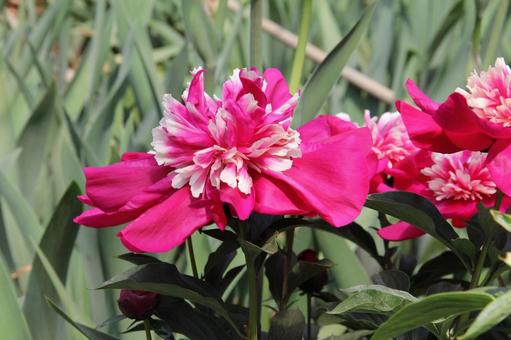 シャクヤク・芍薬 シャクヤク・芍薬の写真