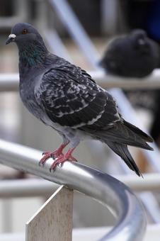 鳩 鳩 鳩,鳥,ハトの写真素材