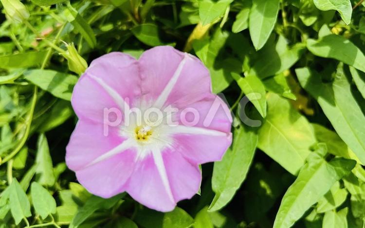 朝顔、夏の花、アサガオ アサガオ,朝顔,夏の写真素材