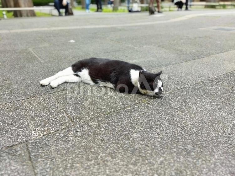 ネコ ネコ,動物,かわいいの写真素材