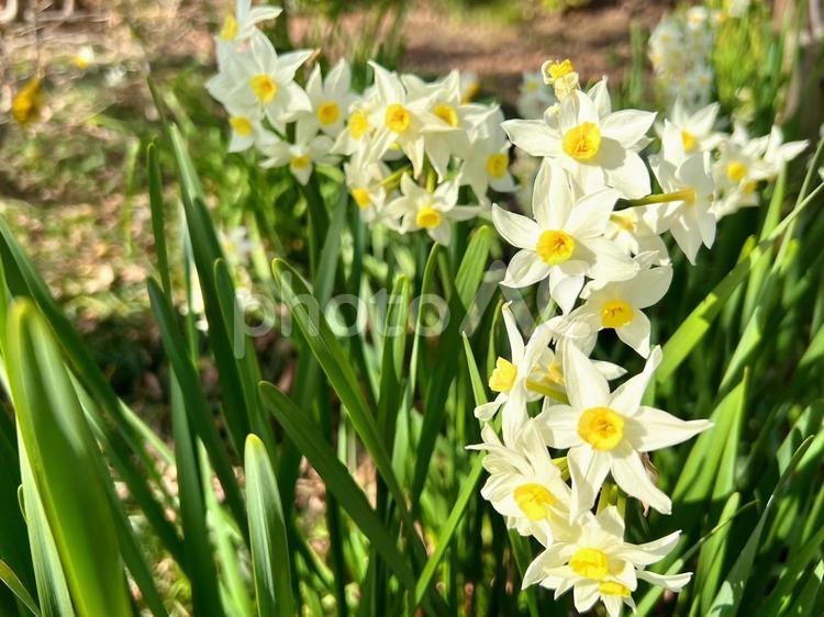 春を待つ水仙の花　3 水仙,花,群生の写真素材