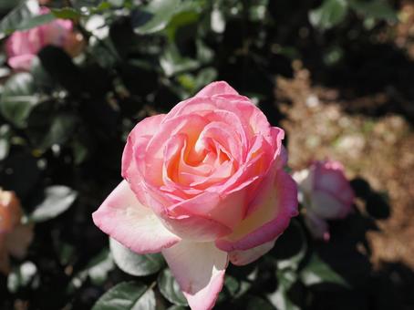 淡い薔薇をバラ園にて撮影しました 淡い薔薇をバラ園にて撮影しましたの写真