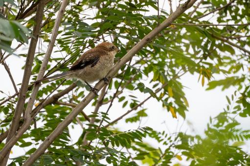 モズの若鳥⒅ モズの若鳥⒅ 鳥,野鳥,モズの写真素材