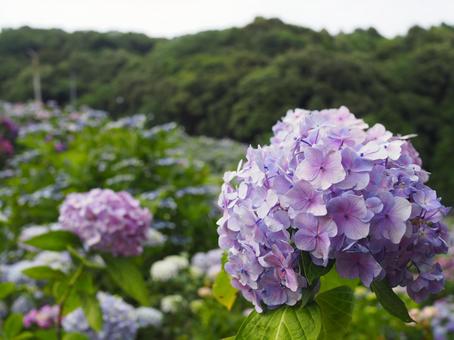 紫の紫陽花 アジサイ,紫,花の写真素材