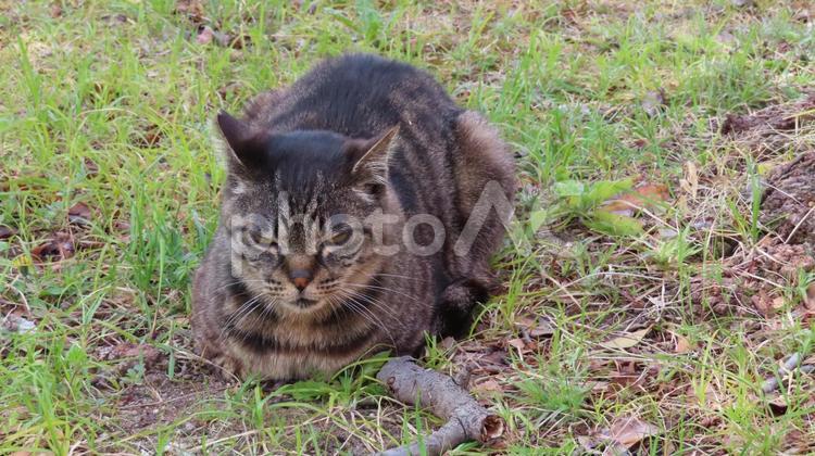 日差しが恋しい寒さが苦手なモフモフ猫 猫,キジトラ,腹ばいの写真素材