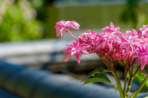 初夏の光を受ける八重咲きのピンク紫陽花の写真