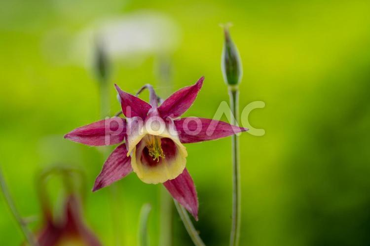 セイヨウオダマキ⑴ 春,花,セイヨウオダマキの写真素材