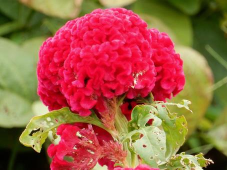 【花の写真】赤いケイトウの花 ケイトウ,鶏頭,鶏冠の写真素材