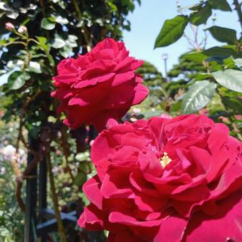 バラ園の赤い薔薇 バラ園の赤い薔薇の写真