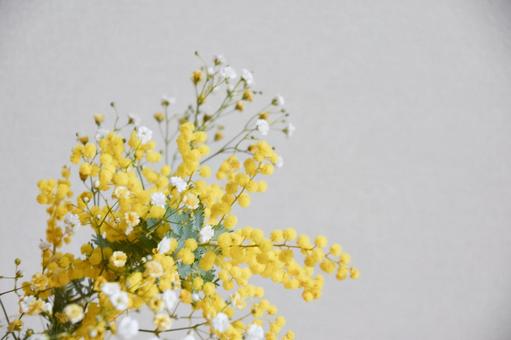 ミモザとかすみ草の写真