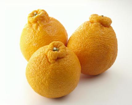 デコポン3個 デコポン,みかん,オレンジの写真素材