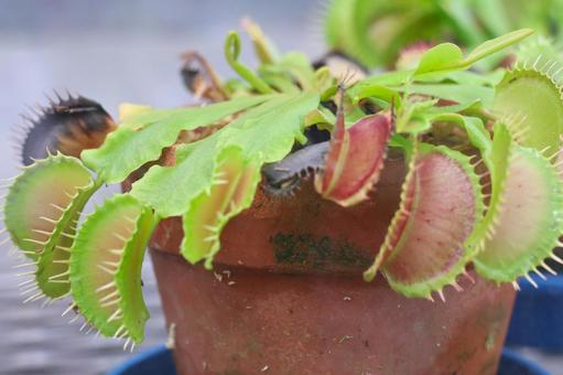 温室のハエトリグサ 温室のハエトリグサ ハエトリグサ,食虫植物,植物の写真素材
