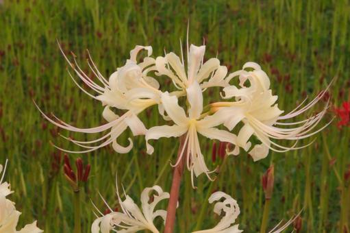 白い彼岸花 ヒガンバナ,ひがんばな,彼岸花の写真素材