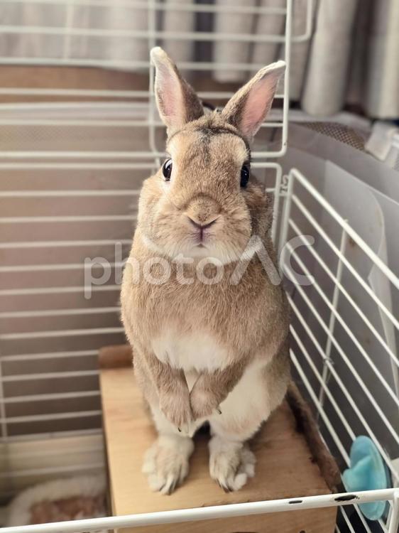 たっちするウサギ うさぎ,ウサギ,小動物の写真素材