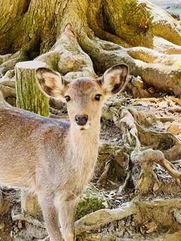 奈良の鹿 奈良の鹿 鹿,動物,奈良の写真素材