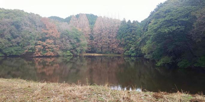 森林 森林の写真