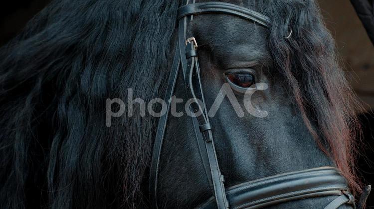 格好いい黒い馬の横顔アップ 馬,馬の顔,アップの写真素材