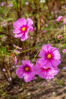 北房コスモス広場の四姉妹 北房コスモス広場,コスモス,ピンクの写真素材