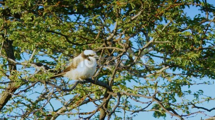 野生のキタシロズキンヤブモズ 野鳥,鳥,小鳥の写真素材