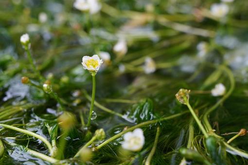 梅花藻と守りたい清流 梅花藻と守りたい清流 梅花藻,水生植物,美しいの写真素材
