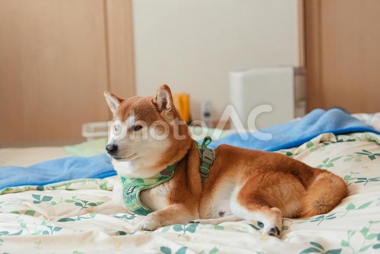 布団の上でまったりくつろぐ柴犬 柴犬,しばいぬ,日本犬の写真素材
