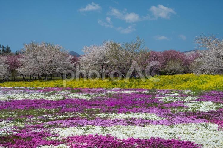 桜と芝桜畑 桜,春,芝桜の写真素材