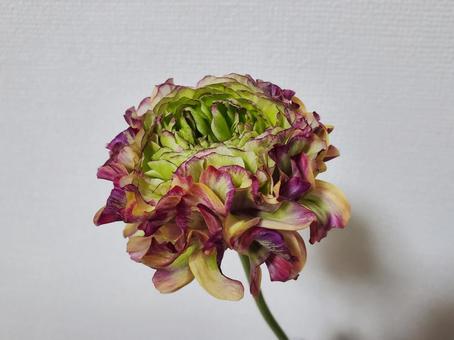 ラナンキュラス(ポンポンマルヴァ) ラナンキュラス(ポンポンマルヴァ)の写真