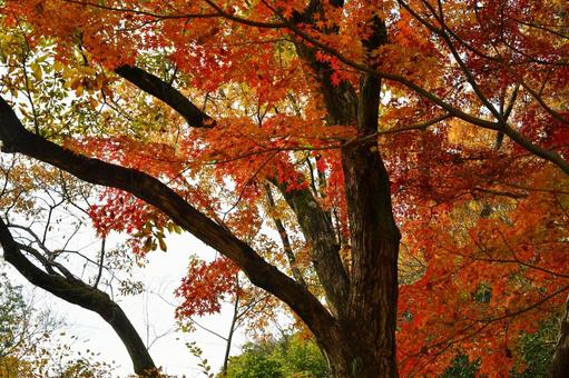秋の公園 秋の公園 公園,秋,紅葉の写真素材
