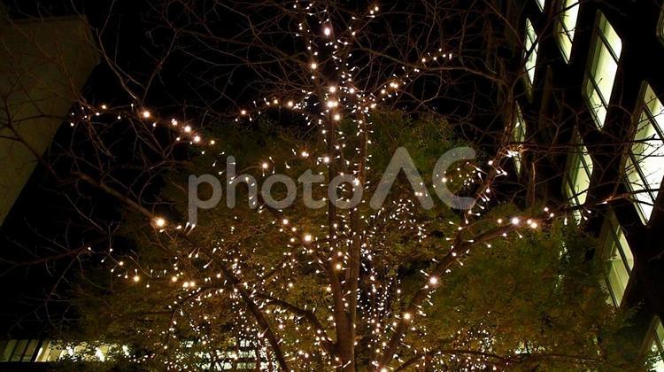 東京・丸ノ内のクリスマスイルミネーション 東京,丸ノ内,仲通りの写真素材