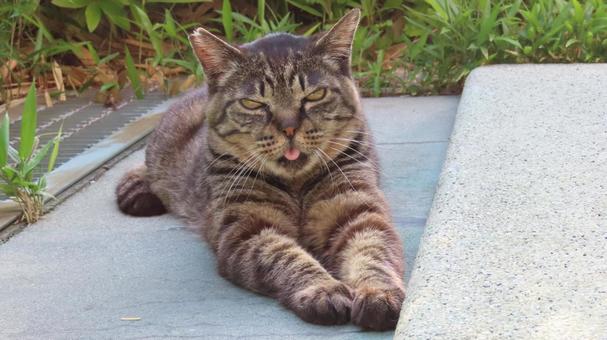 カメラ目線で寛ぐあざと過ぎるもふもふ猫 猫,キジトラ,カメラ目線の写真素材