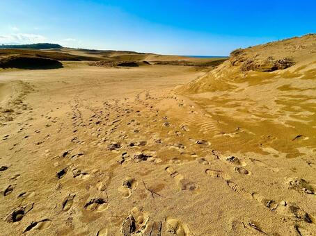 鳥取砂丘 鳥取,鳥取砂丘,鳥取県の写真素材