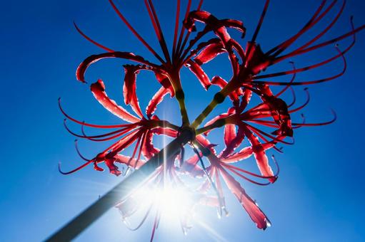 Backlit red spider lilies, JPG