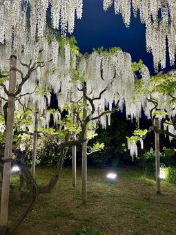 White wisteria at night, JPG