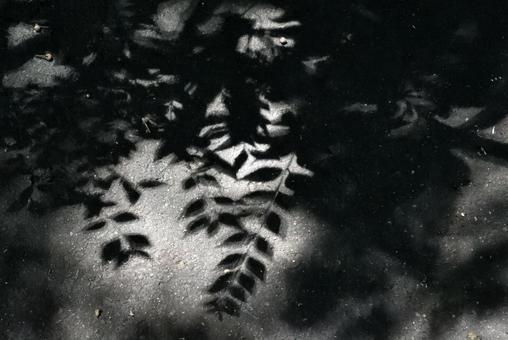 Photo, wood, shadow, leaf, 