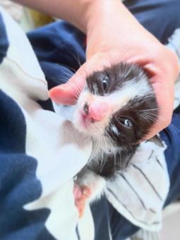 ハチワレ ハチワレ 飼い主,手,抱くの写真素材