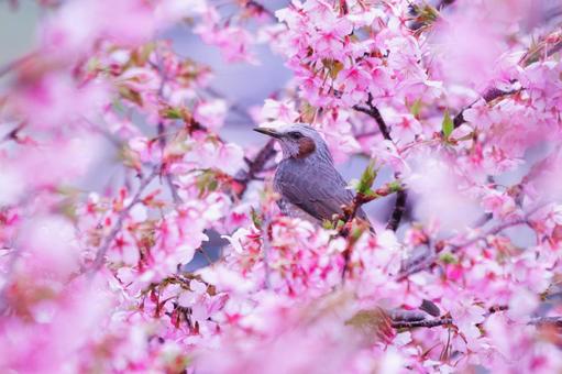 満開の美しい桜とヒヨドリ 鳥,ヒヨドリ,春の写真素材
