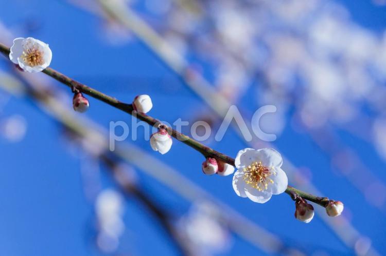 青い空と白い梅の花 梅,梅の花,空の写真素材