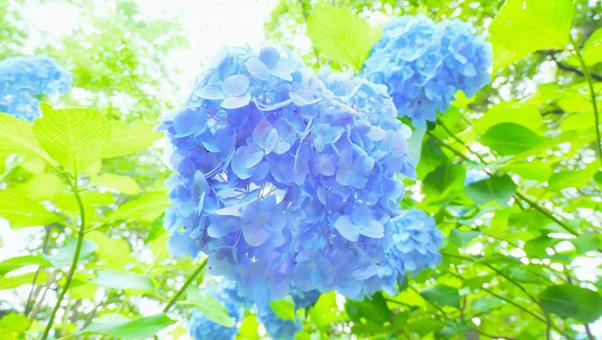 あじさいの花 あじさいの花の写真