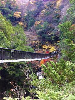 秋の十津川村の橋と川 紅葉,橋,川の写真素材