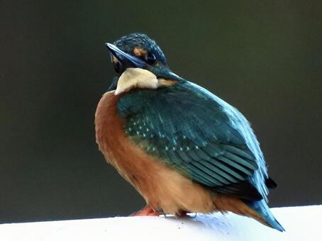 Kingfisher turning around, JPG Kingfisher turning around, JPG