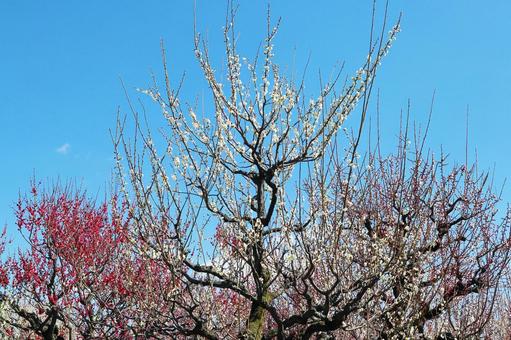 花梅と青空 花梅と青空 花梅,青空,梅の木の写真素材