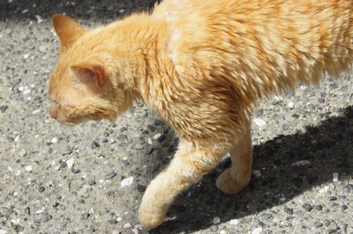 ねこ ねこの写真