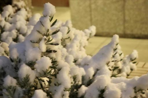 樹枝上的雪 樹枝上的雪