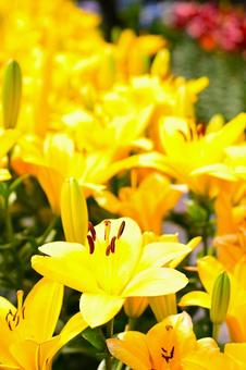 色鮮やかな満開のゆり園 色鮮やかな満開のゆり園 ゆり,百合,百合の花の写真素材